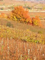 vignes (12).jpg